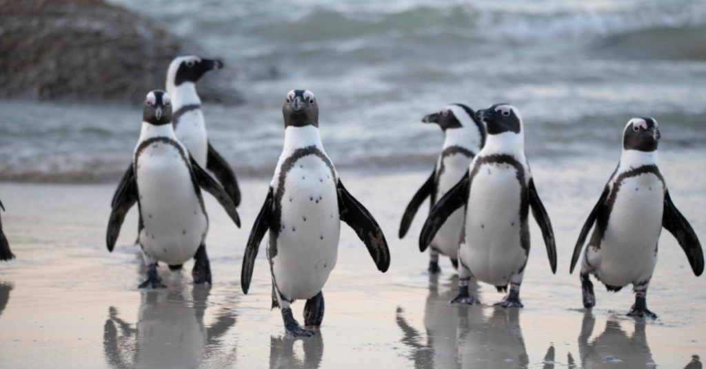 Watch the Penguin Parade